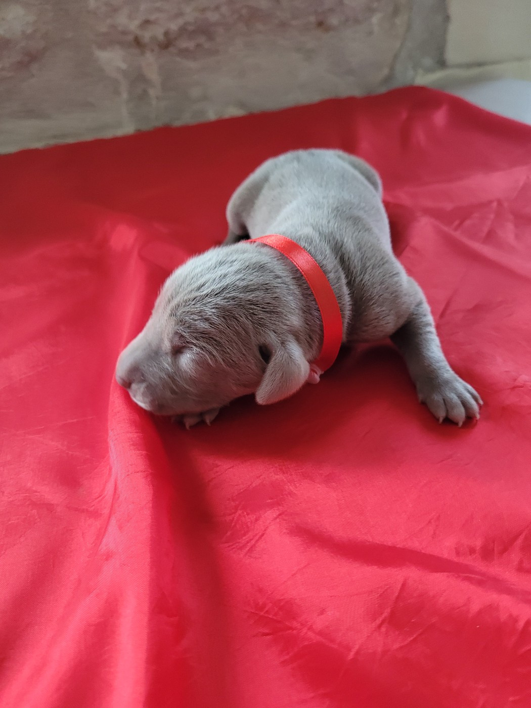 Des Marais Des Borderies - Chiots disponibles - Braque de Weimar