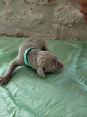 Chiot N°1