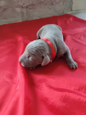 Chiot N°3