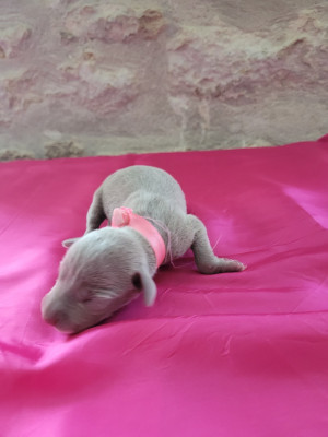 Chiot N°5