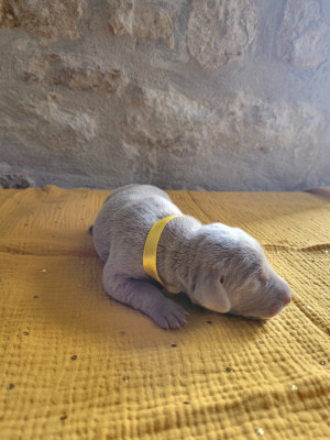 Chiot N°6