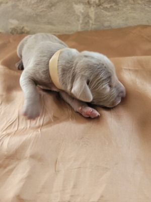 Chiot N°7