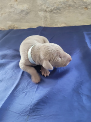 Chiot N°8