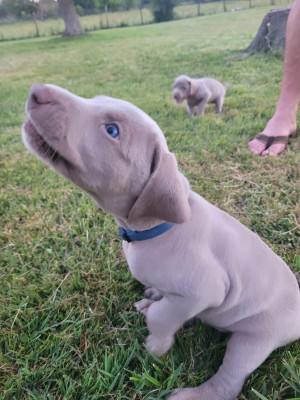 Chiot N°4